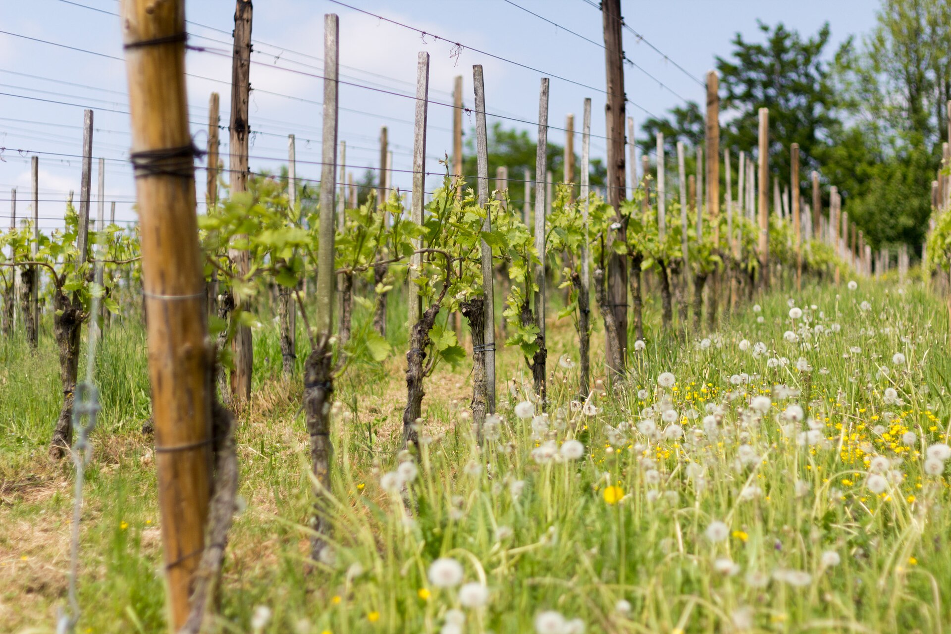 Vignoble dans les Pouilles